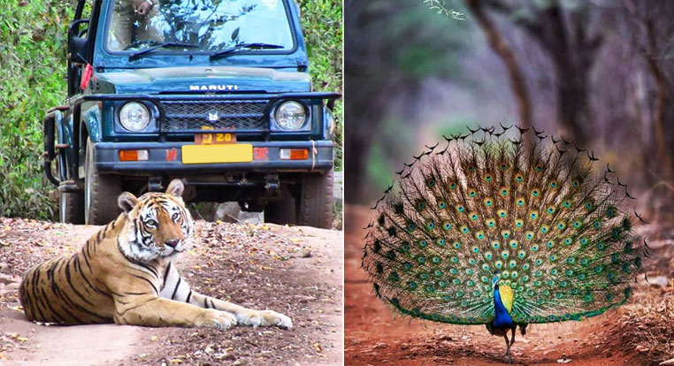 Ranthambore National Park Sawai Madhopur Rajasthan India Tour Packages